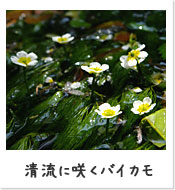 清流に咲くバイカモの花