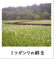 ミツガシワの群生-親海湿原